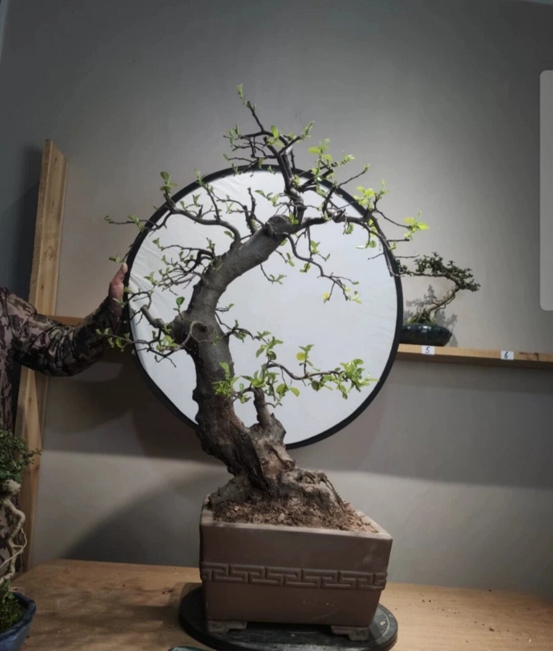 西府木瓜海棠盆景老桩 西府木瓜海棠盆景老桩,高98公分冠幅56,精品桩