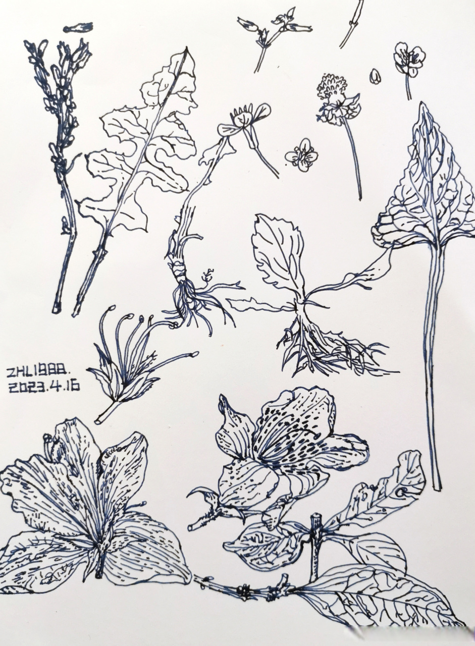 【钢笔画】最近的植物写生 #植物线描##花草速写