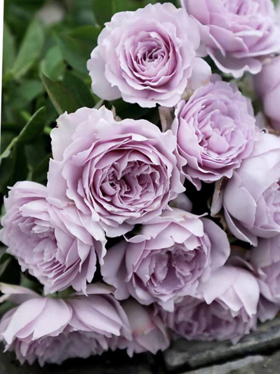 空蒙 蓝色系月季 推荐指数: 空蒙「水光潋滟晴方好,山色空蒙雨亦奇.