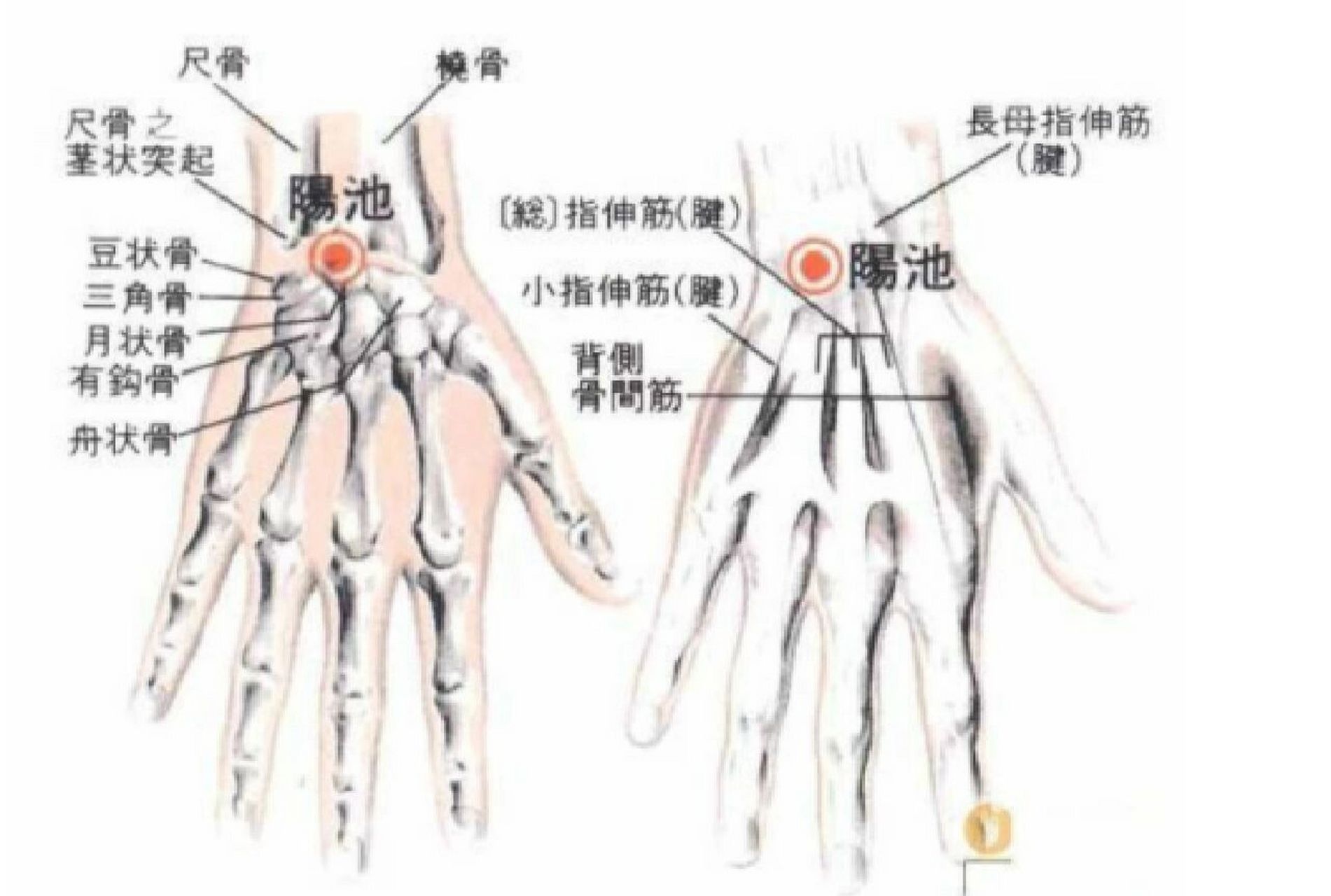 阴池阳池准确位置图片
