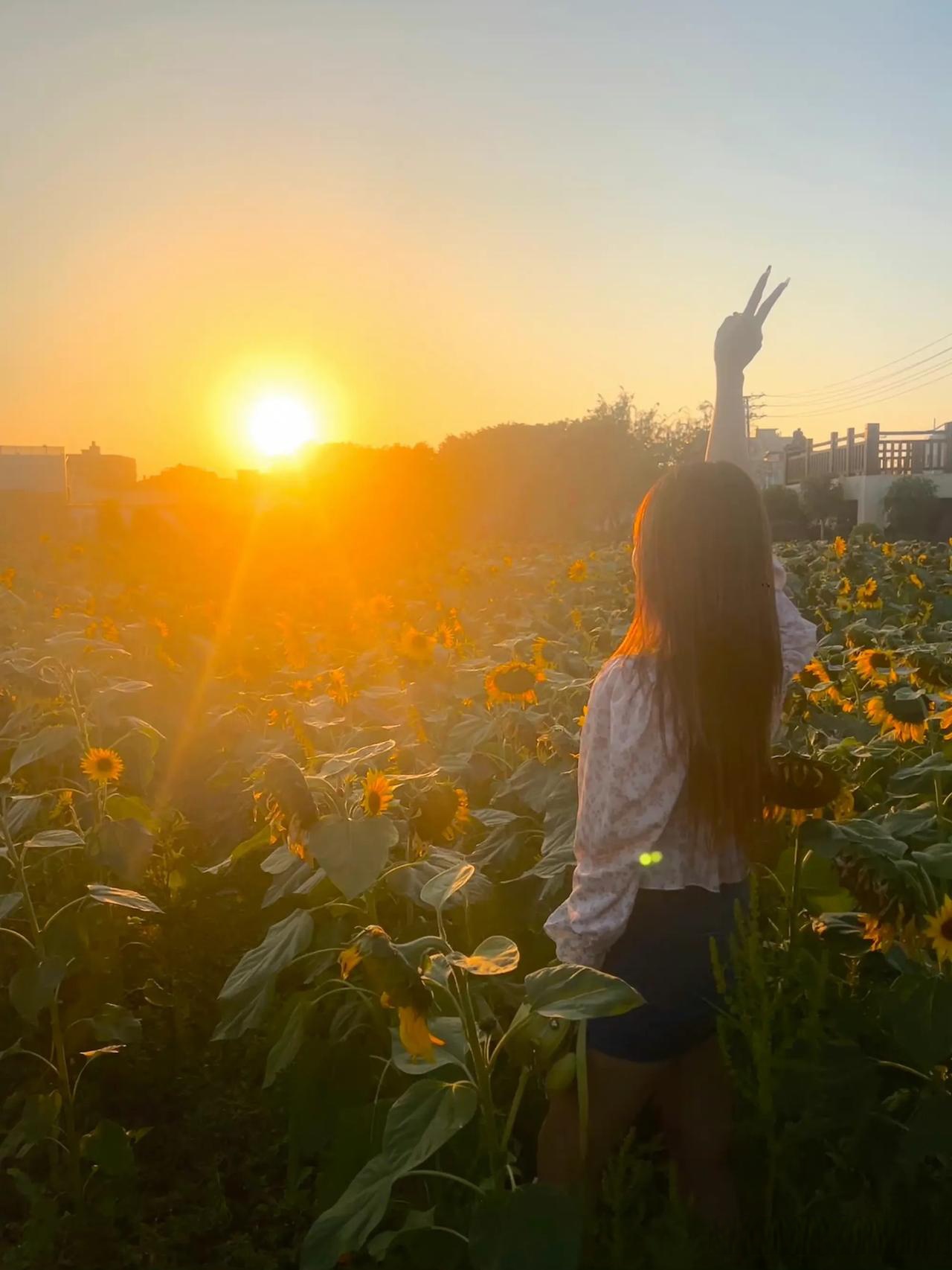 病人说 阳光女孩背影唯美图片向日葵花束的背影照片大全背影阳光女