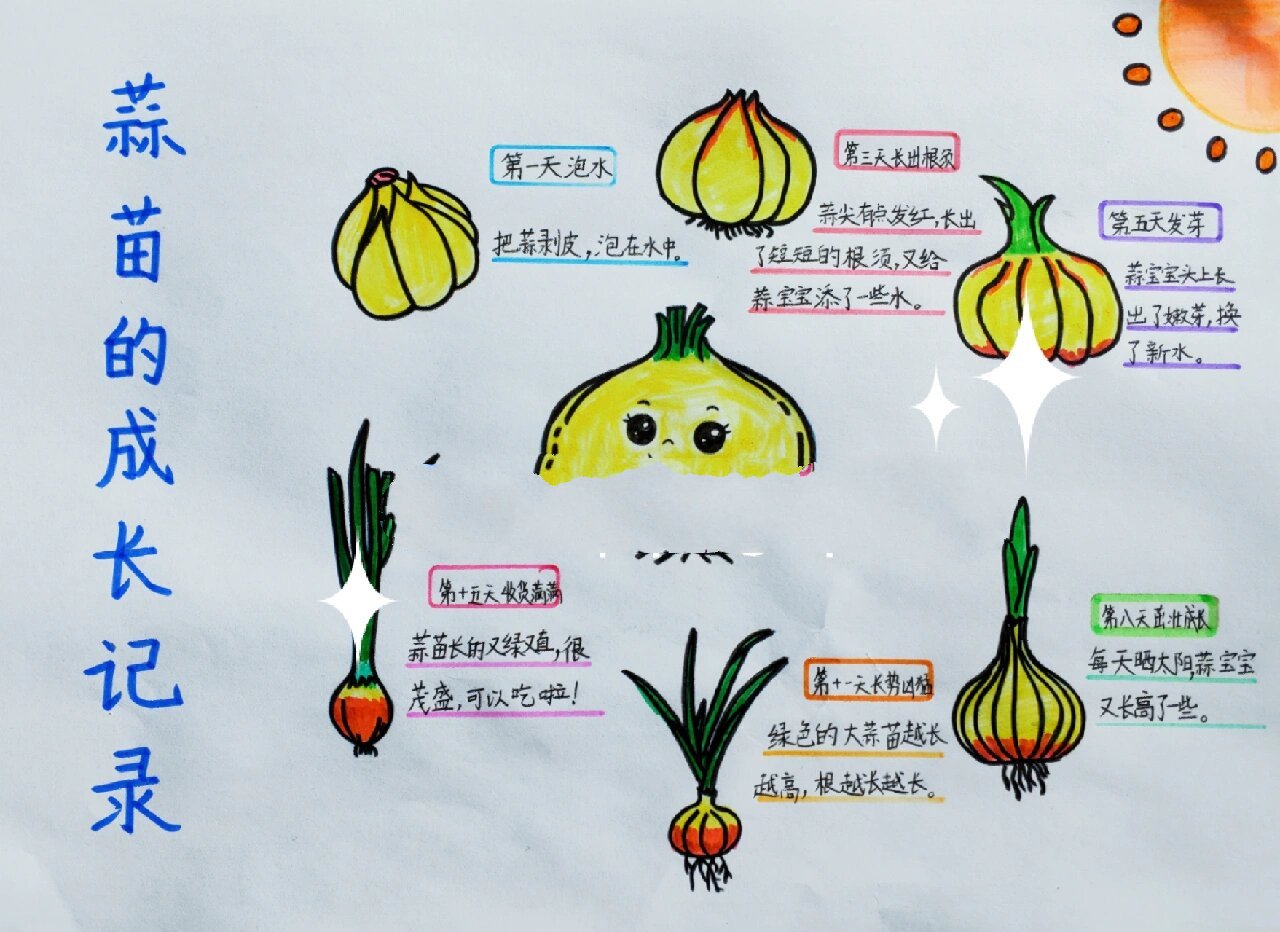 植物生长过程之大蒜蒜苗的成长观察记录绘画