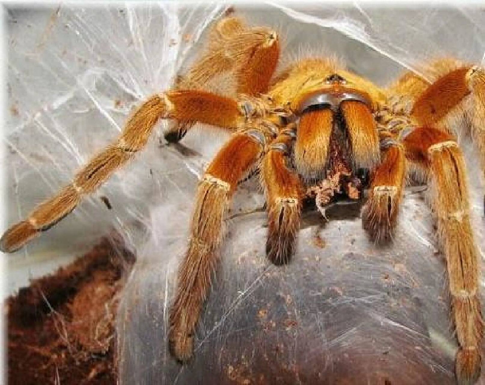 新手慎入的蜘蛛7575 橙巴布9915 简称c8,成体足展约12-15厘米