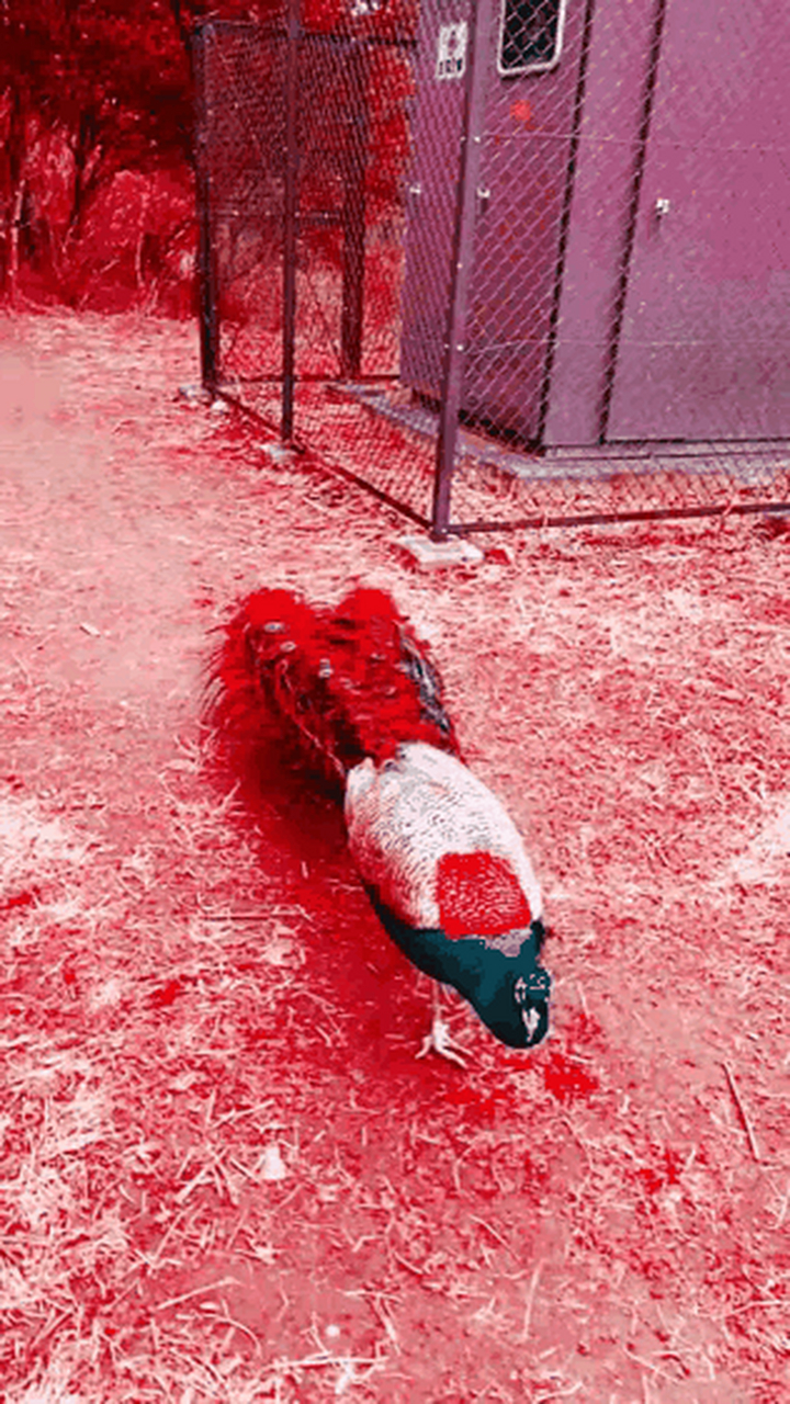 孔雀开屏,壮观又漂亮!