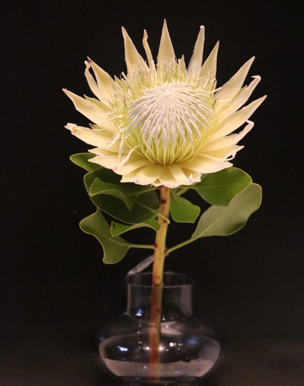 南非进口花材 帝王花花期长,而且干花也很美 造型独特霸气,号称"花中