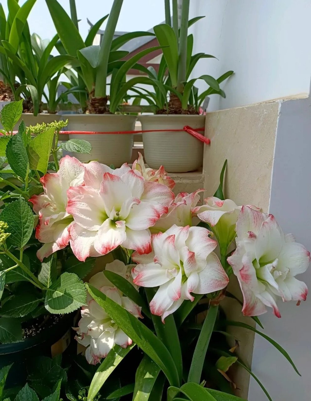 重瓣朱顶红"艾玛迪斯",也叫黛丝,糖果黛丝,经典品种,花大色美,花径