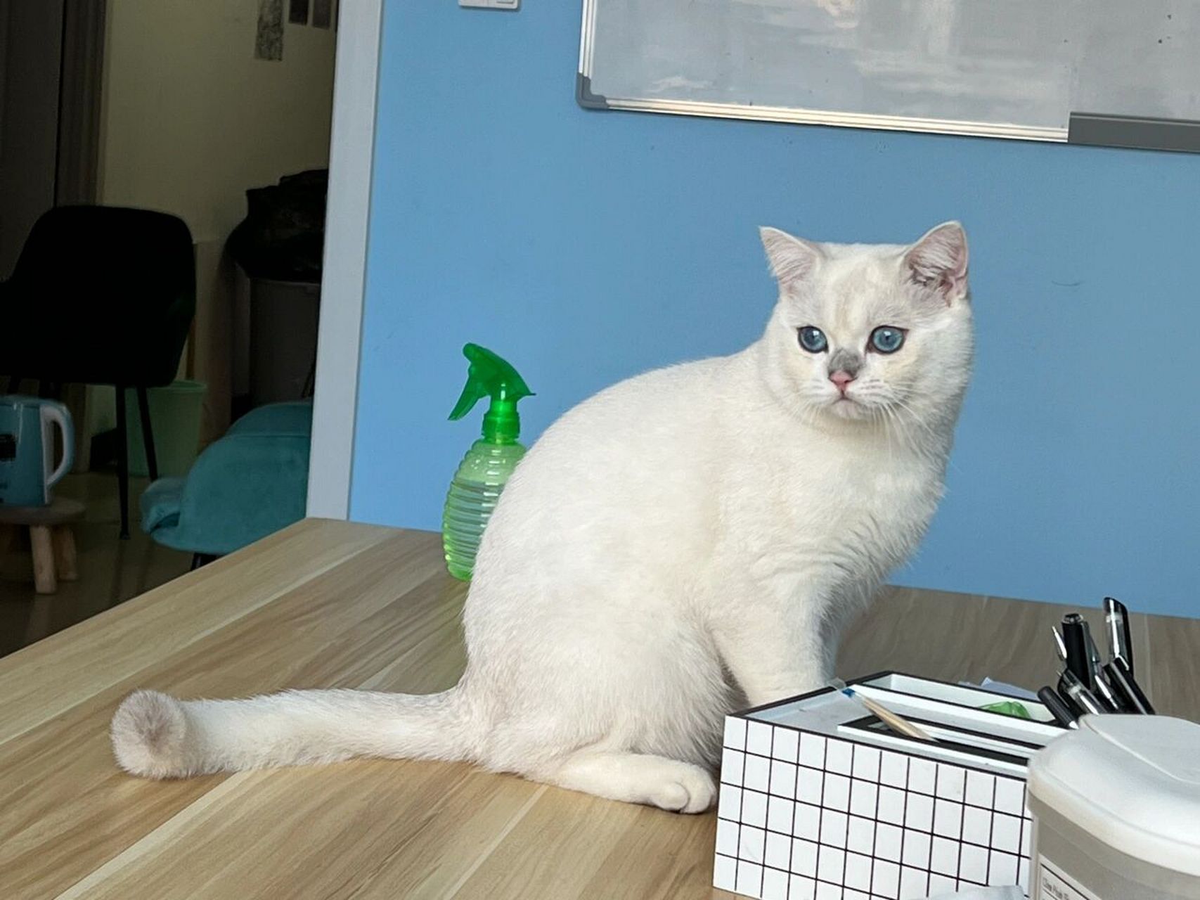 6500买的银点猫咪 6500买的银点猫 现在长这个样子了~大家觉得值吗