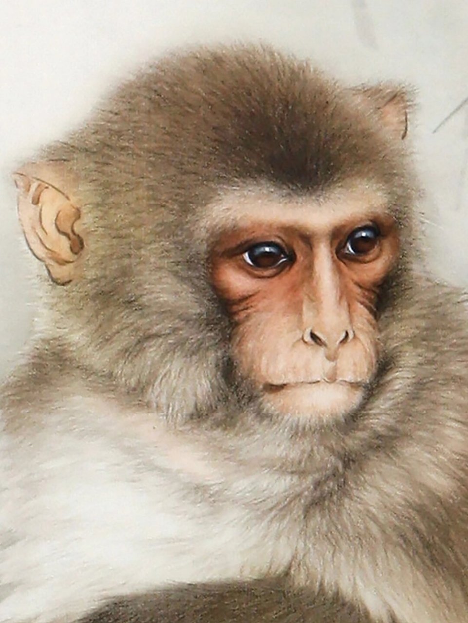 王申勇绘猴子       我是国风守护人