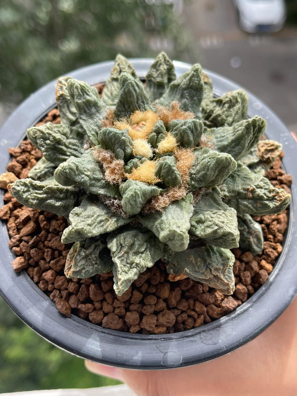 欣赏 龙角牡丹 花苞出来了