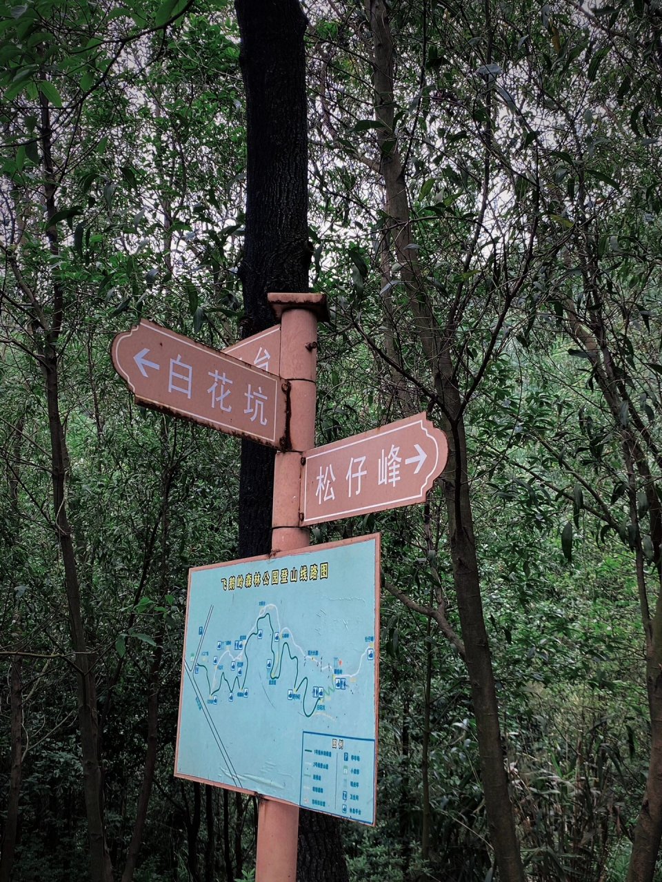 都人挤人实在太可怕了 挖到了一个肇庆小众地 四会市飞鹅岭森林公园