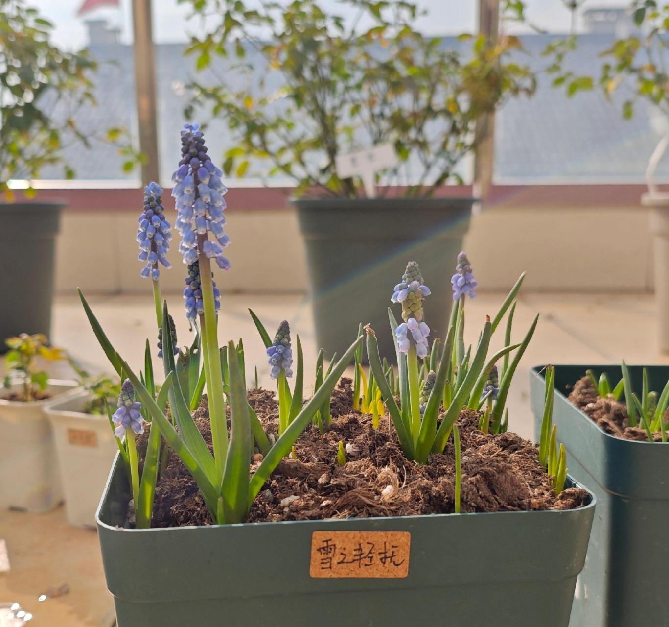 葡萄风信子种下不久后,就冒花剑开花花了,在冬天开花的卡罗拉,嘿嘿嘿
