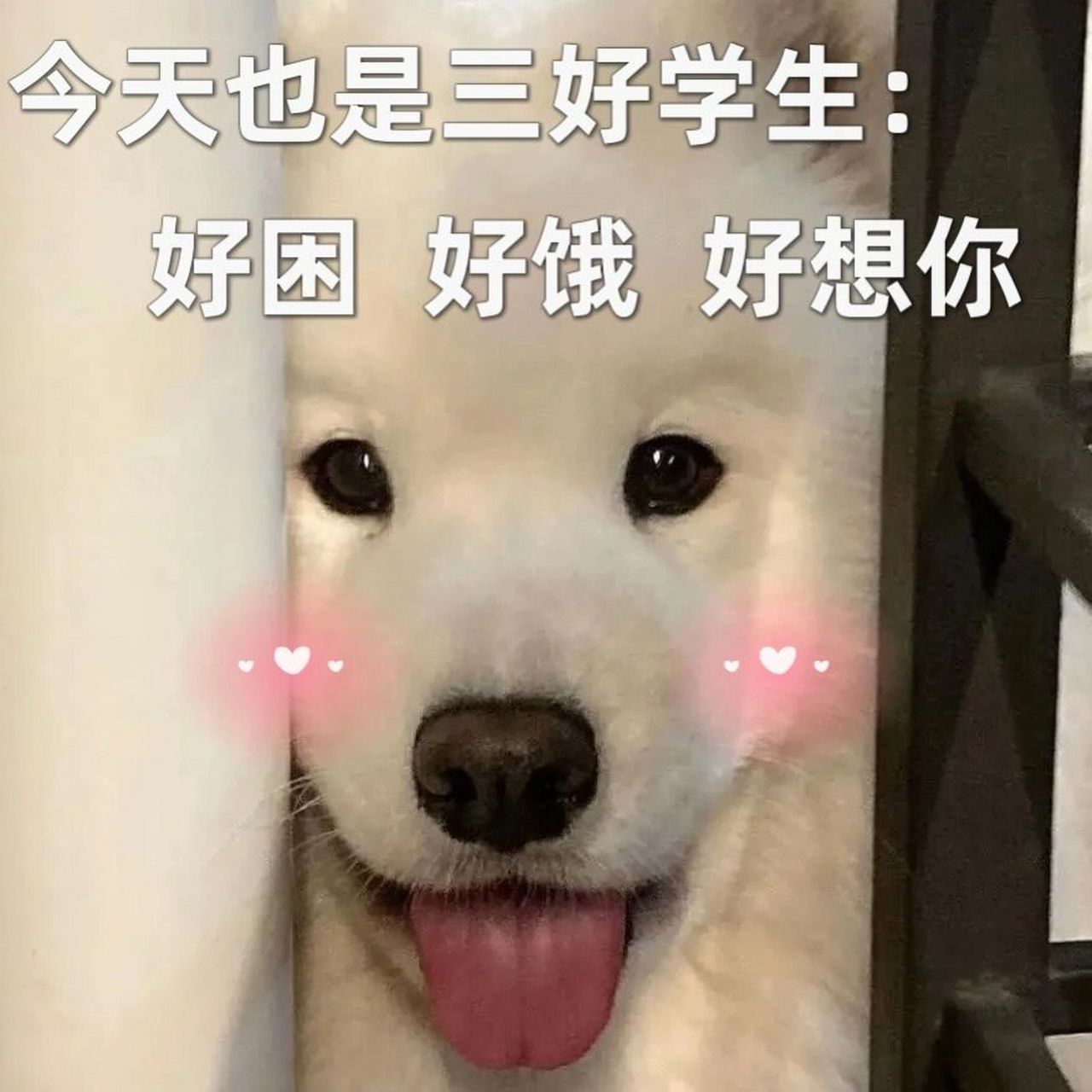 表情包|甜言予你,我超想你～92 甜甜狗狗教 爱你在发酵 情话说与你