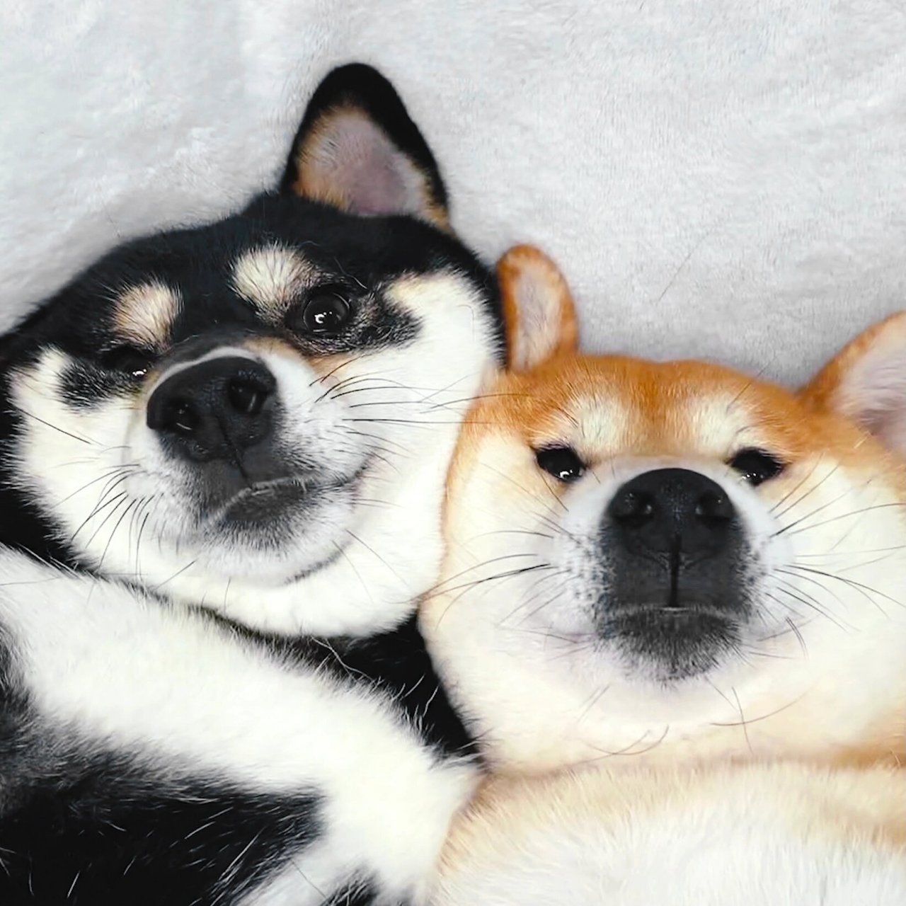 日本柴犬情侣头像图片