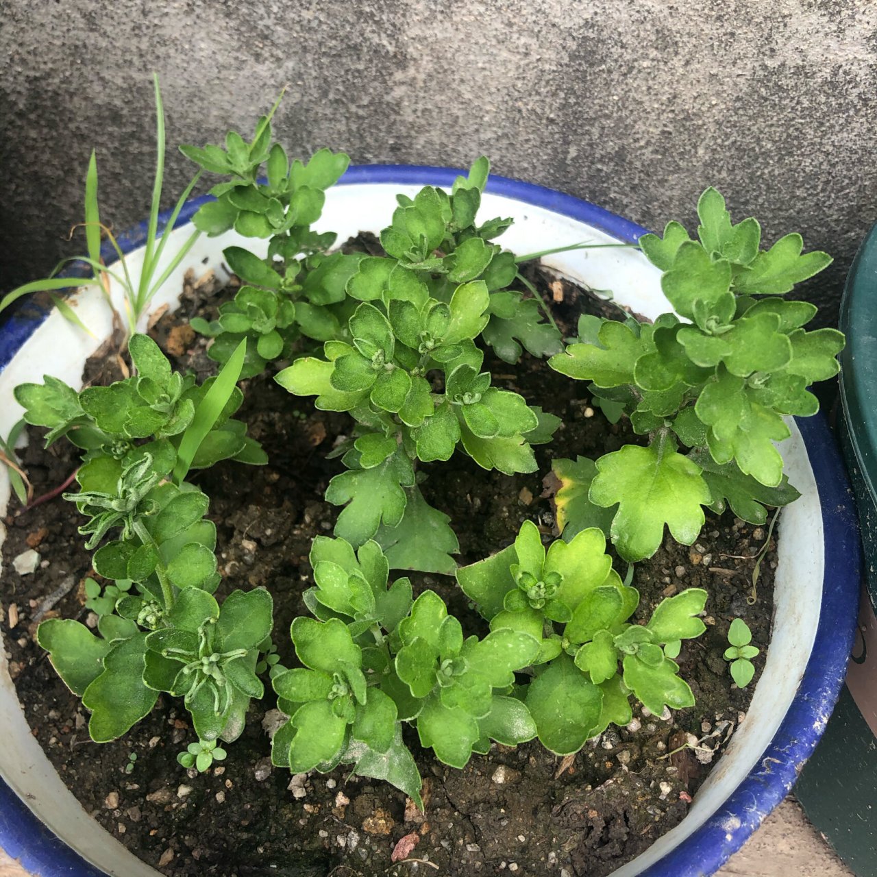 果然不一样的菊花连叶子都长的不一样 1:纽扣菊 2:千头菊草莓心 3