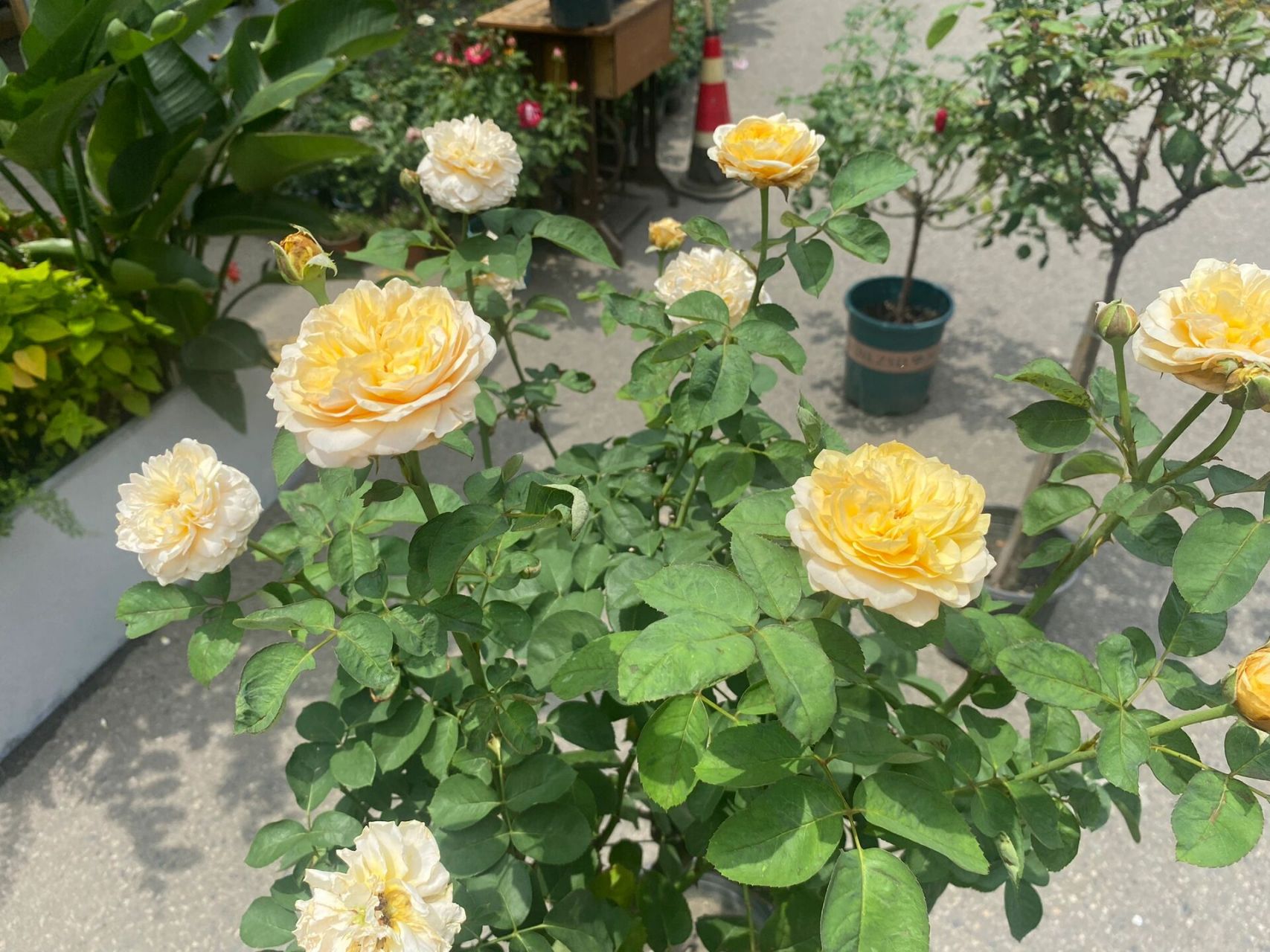 很像,但是更直立更耐热耐晒,图上是夏花,花苞苞还是很巨大 	 珍爱月季