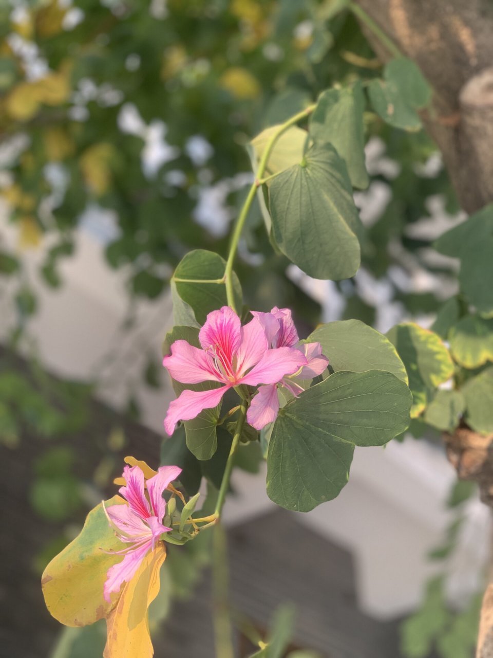 澄海小故宫94澄海周末周边游 99虔诚夙愿 一念桃花因果渡(桃花诺)