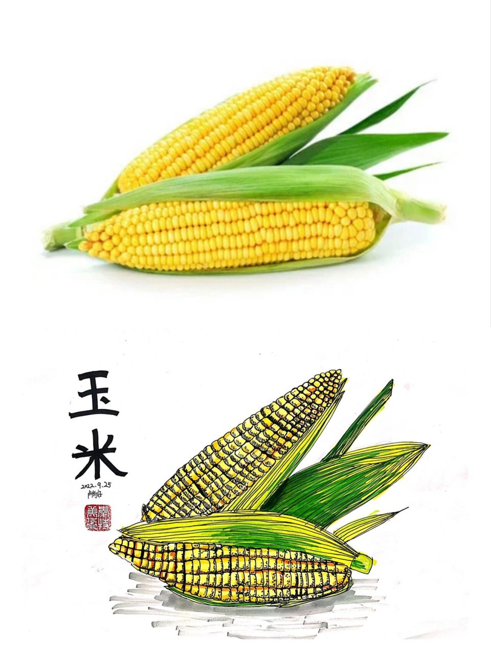玉米写生 照片写生课程,三四年级学生作品