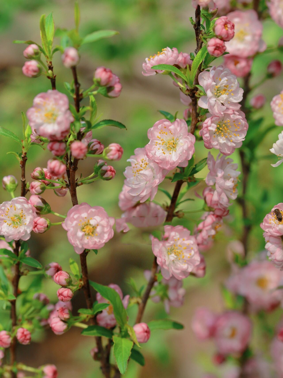 麦李有一定的耐寒性,适应性强,喜光,较耐寒! 耐旱也较耐水湿!