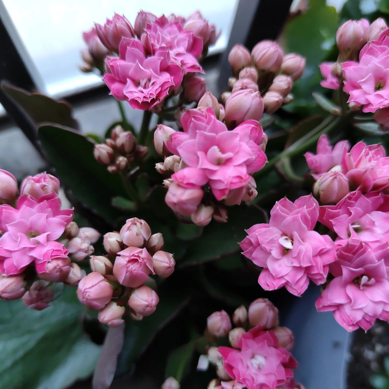 长寿花23 露娜 因为花苞圆鼓鼓,又叫桃子99.