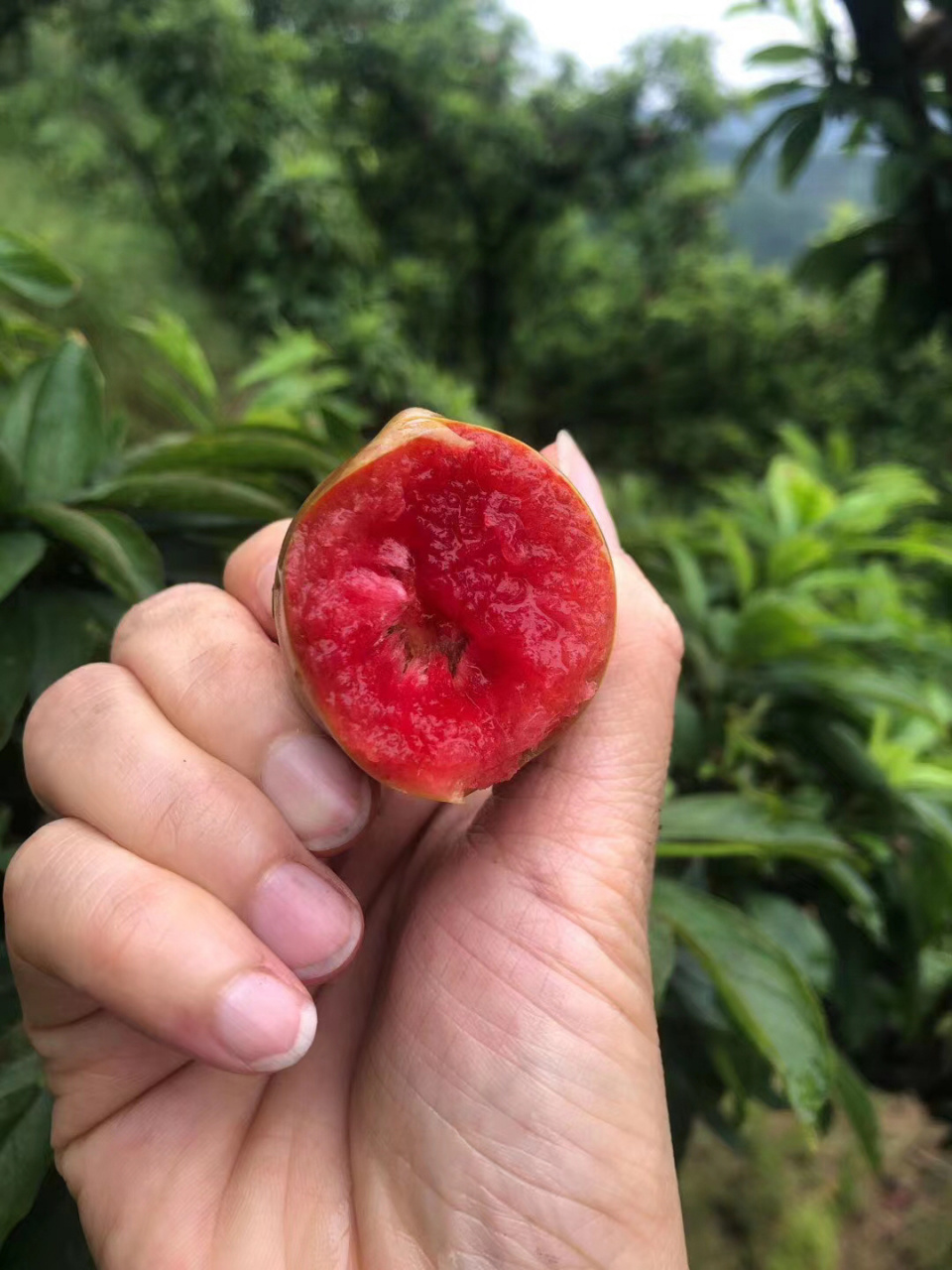 嵊州桃形李 嵊州桃形李是浙江省绍兴市嵊州市的特产.