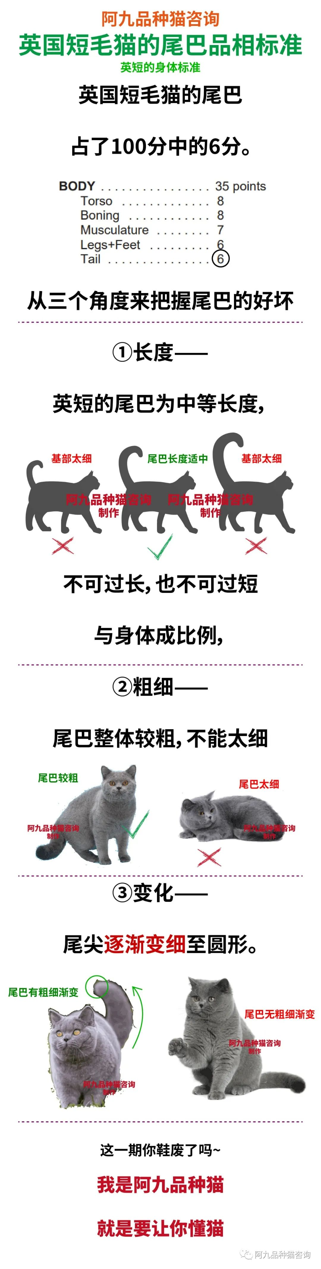 请问我家银渐层品相如何为啥尾巴细长还有黑尖