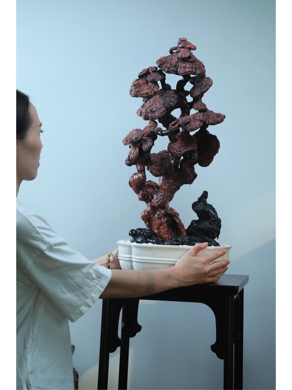 海南黄花梨【灵芝】盆景摆件 海南黄花梨紫油梨大料整