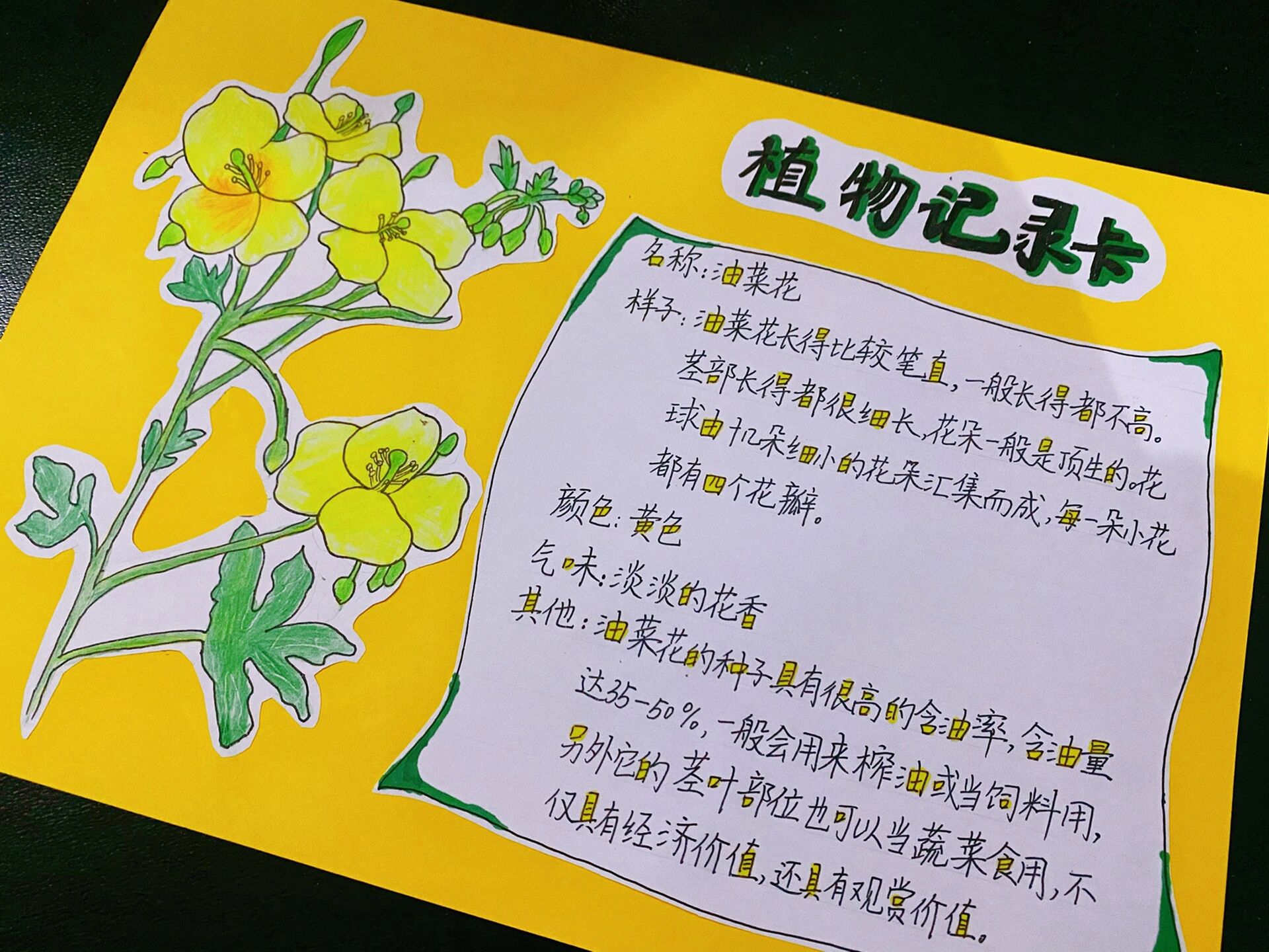 植物记录卡怎么做图片三年级(植物记录卡片制作图片大全三年级)
