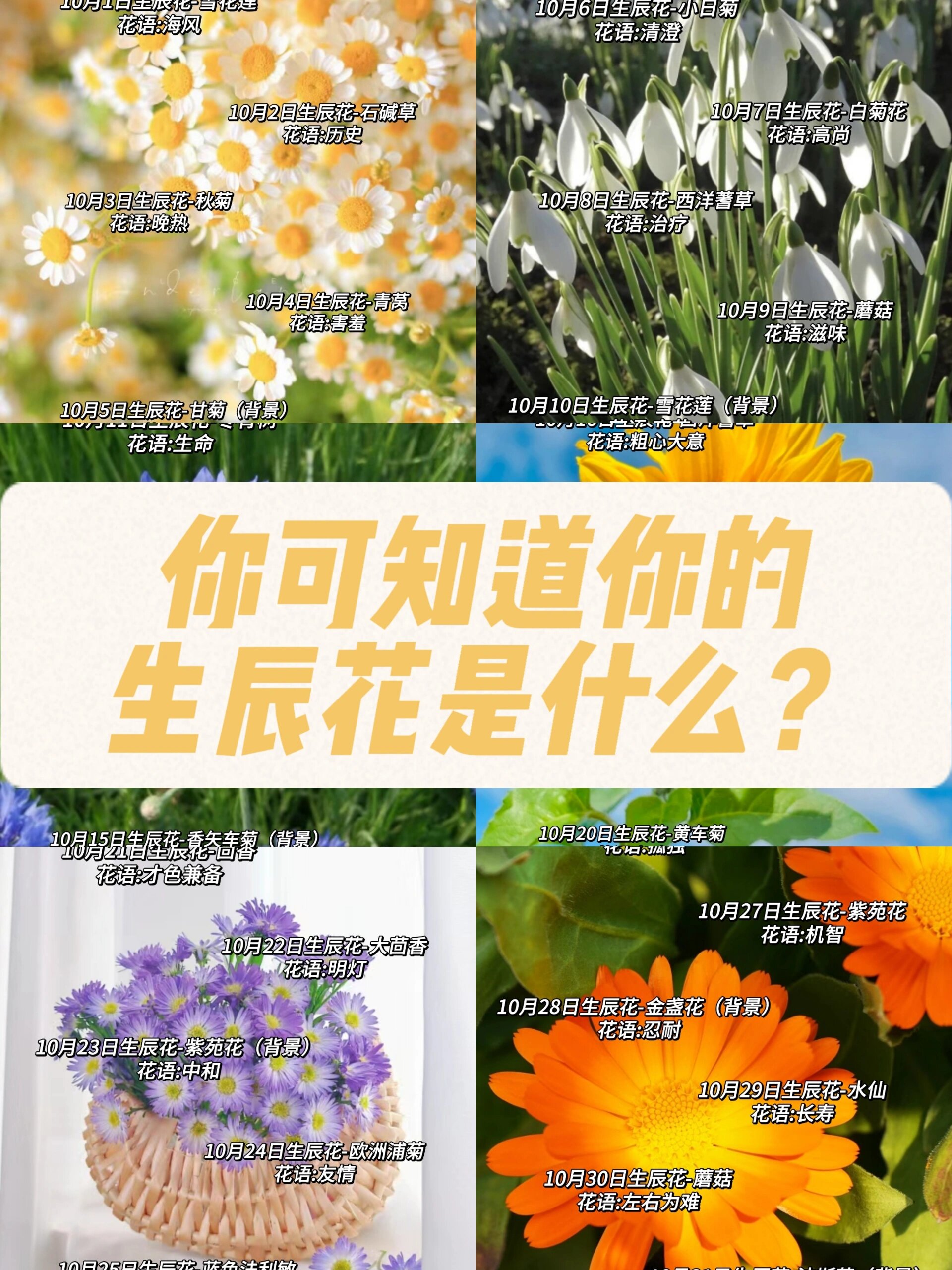 生日花对照表10月图片