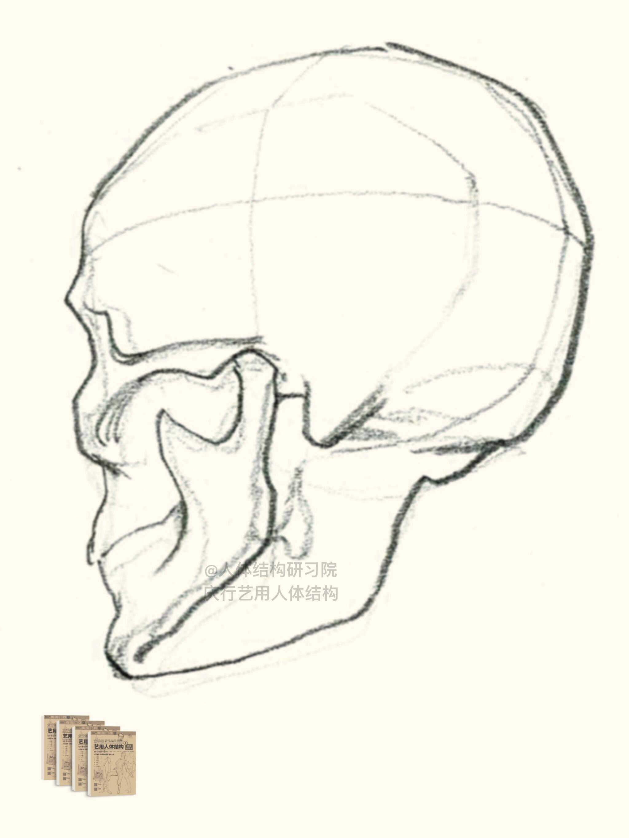头骨速写