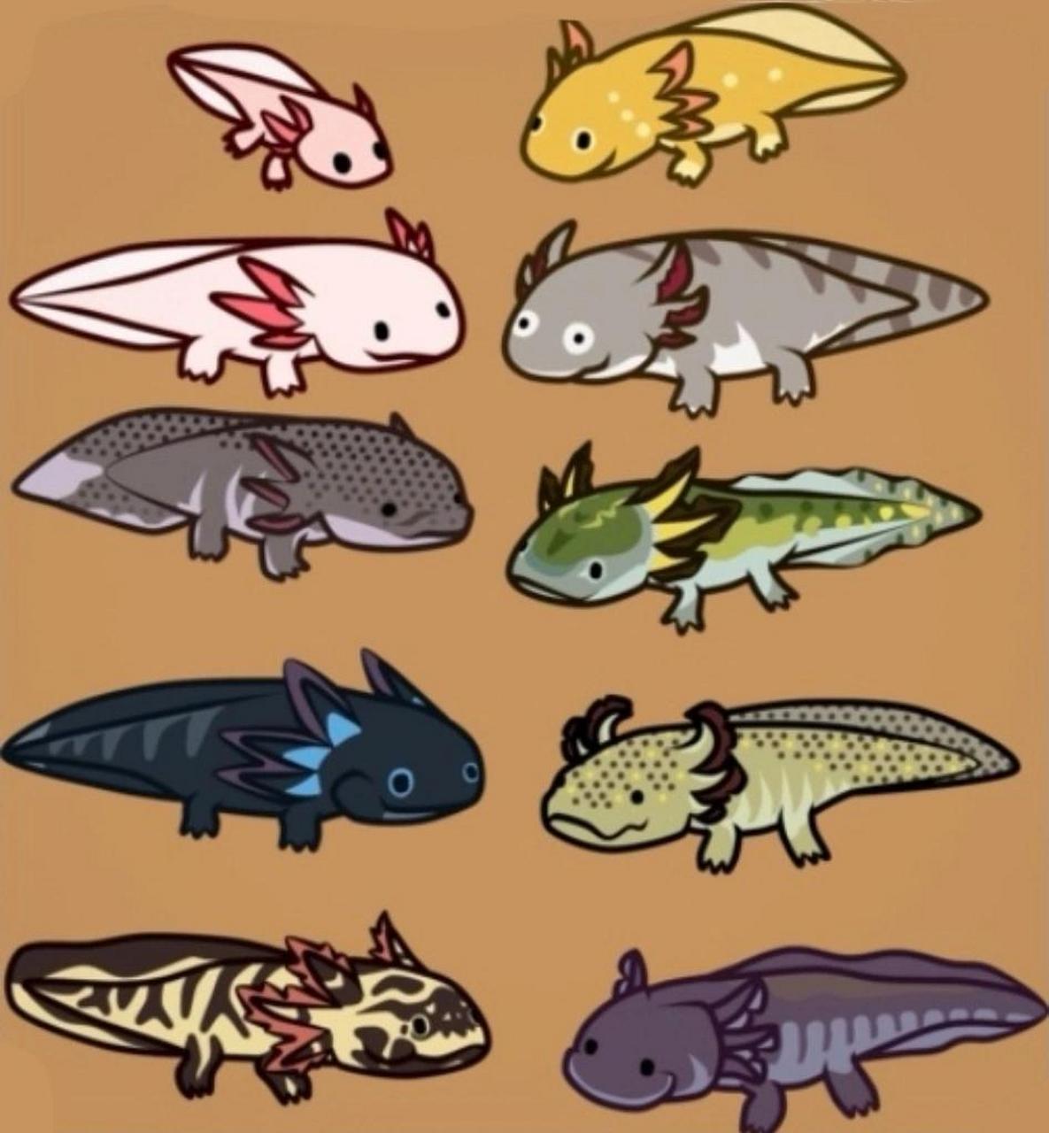 关于六角恐龙的基础常识和饲养经验 1.