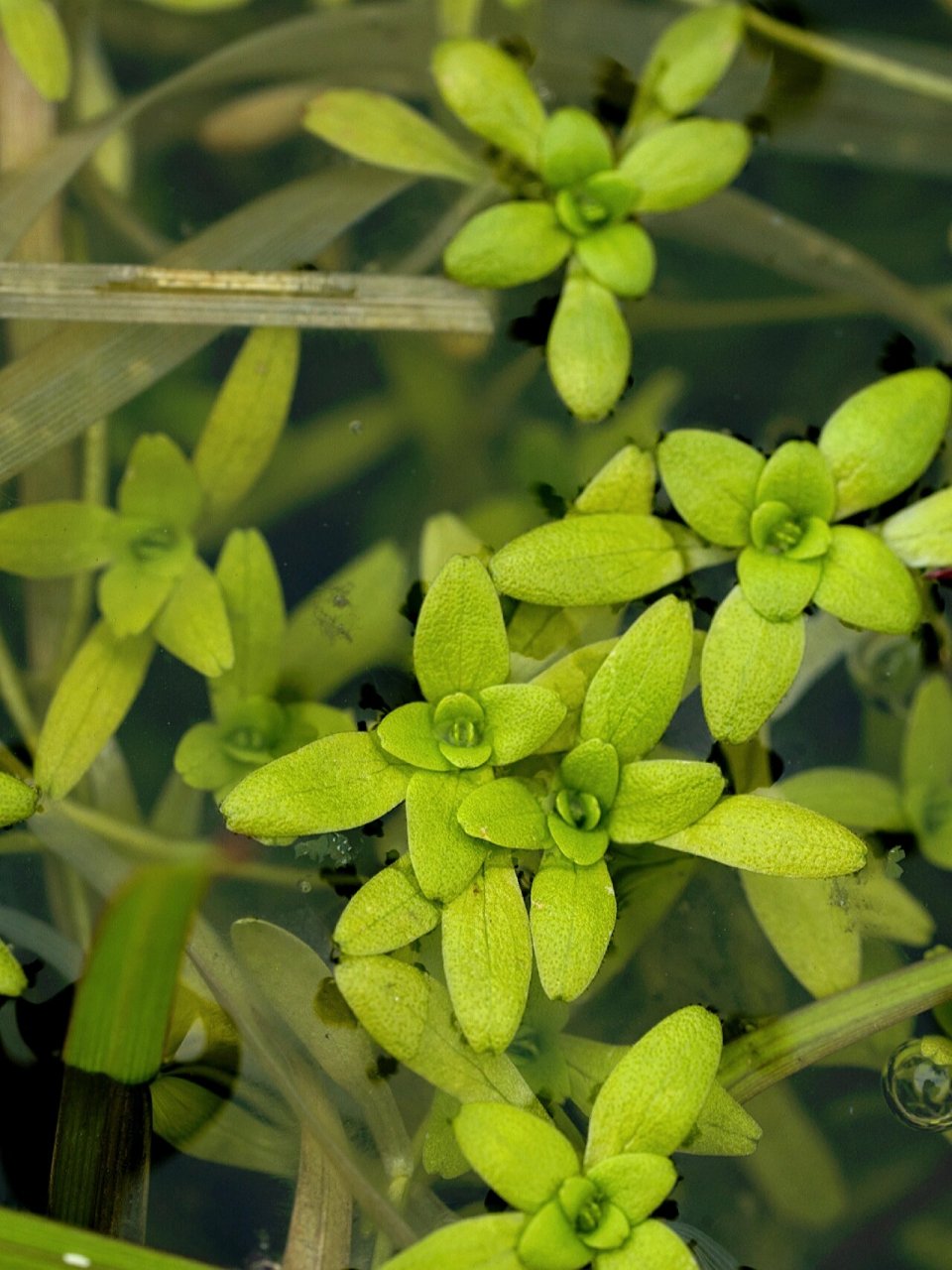 野生植物丨沼生水马齿 水生植物还是挺值得研究一下的,比如这个在山头