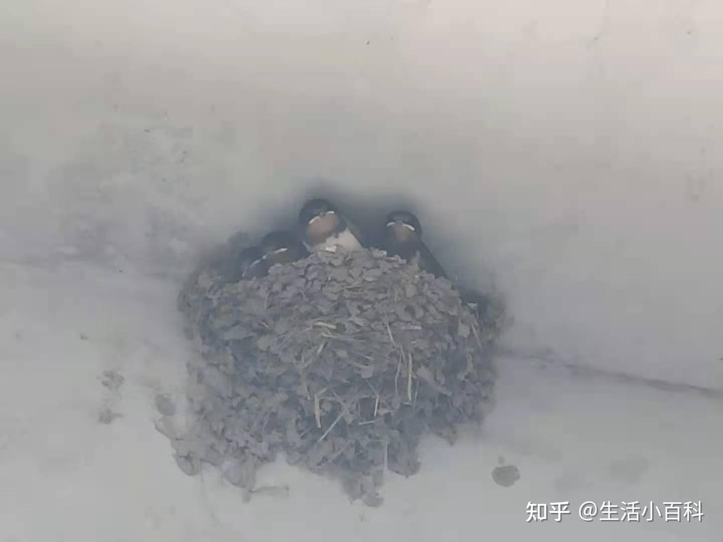 为什么以前的燕子窝下面干干净净而现在全是粪便