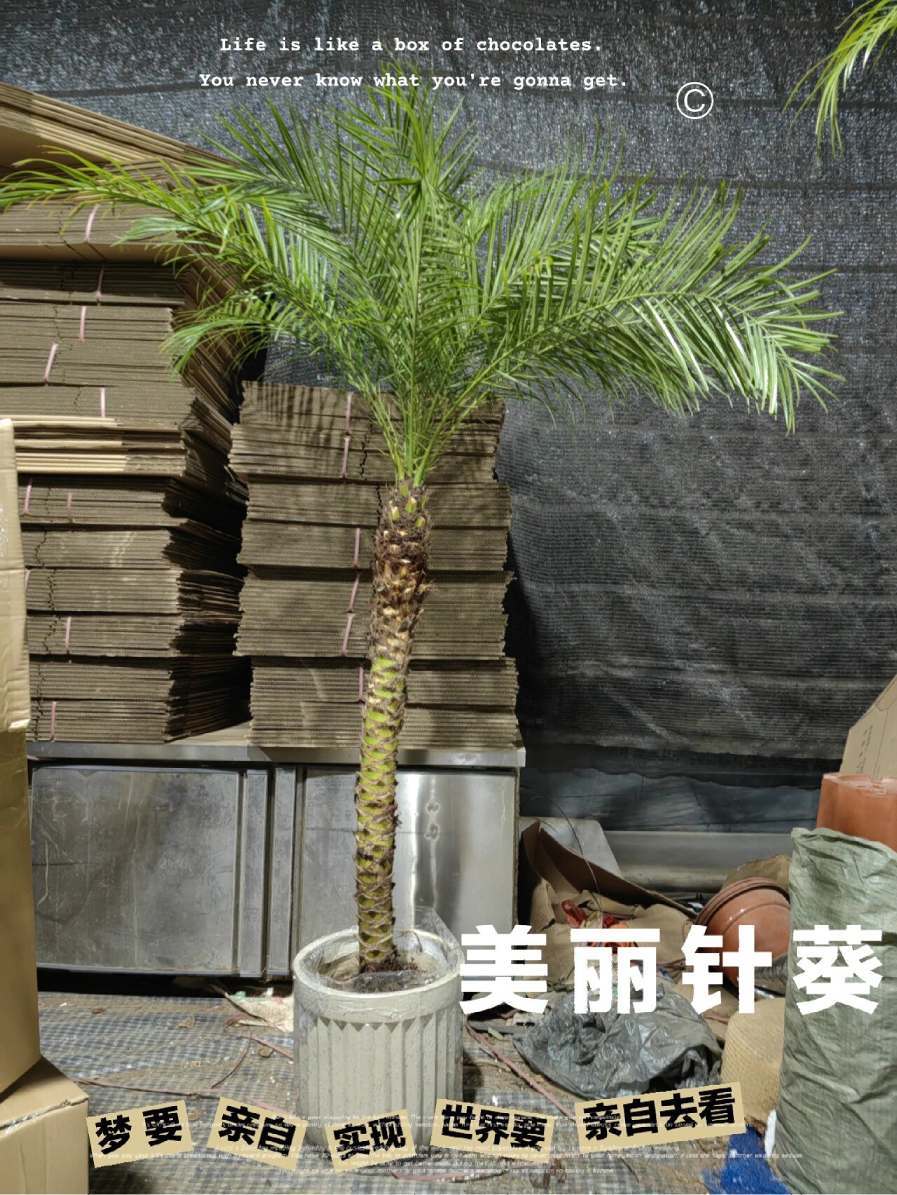 软叶针葵 即软叶刺葵(phoenix roebelenii)别名美丽针葵,美丽珍葵