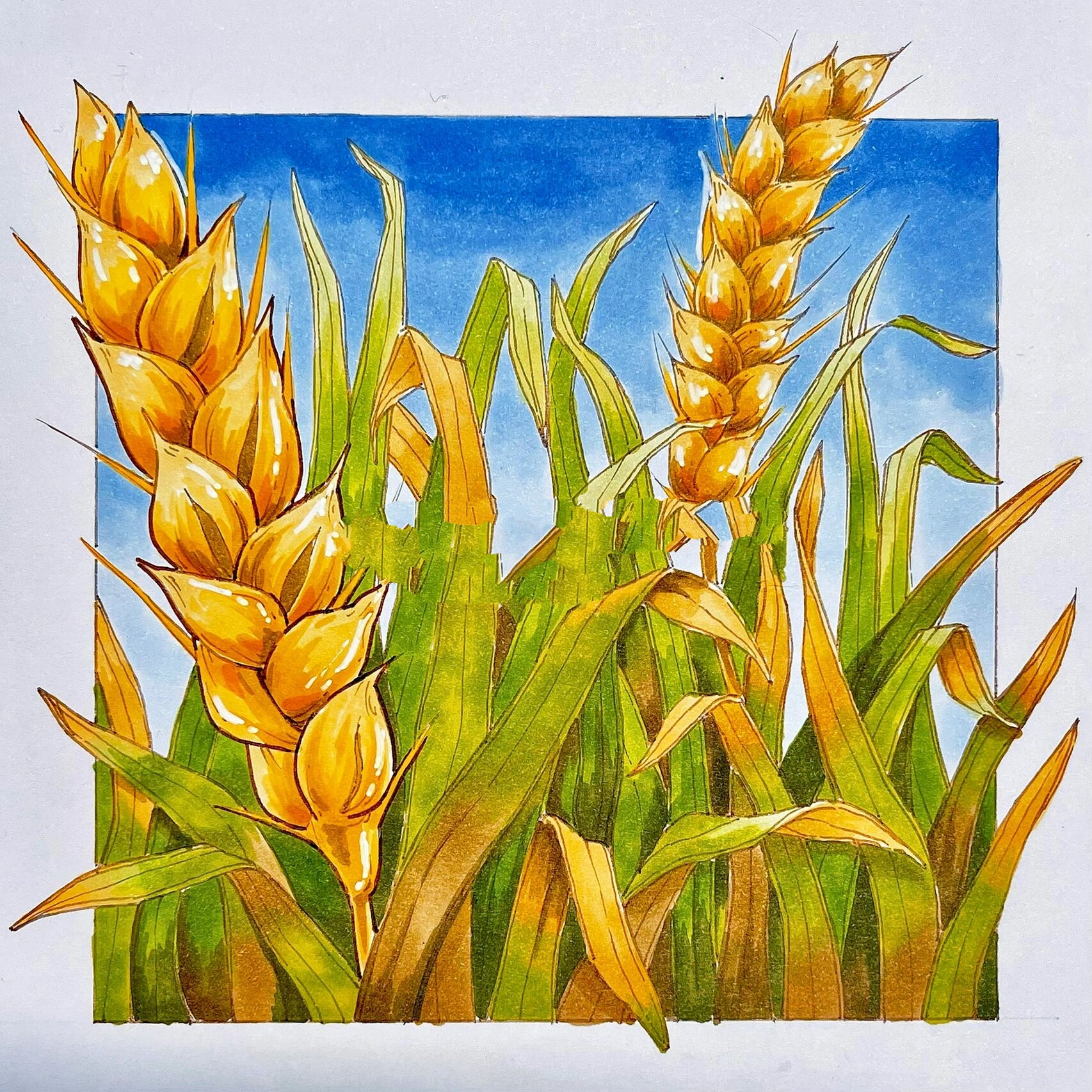 视觉传达手绘-植物元素-稻穗90上色 线稿