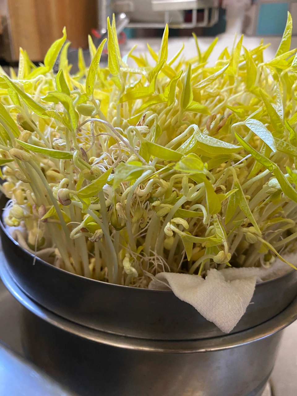 疫情期间收获的新技能| 水培绿豆芽教程分享 发绿豆芽步骤: 1·把绿豆