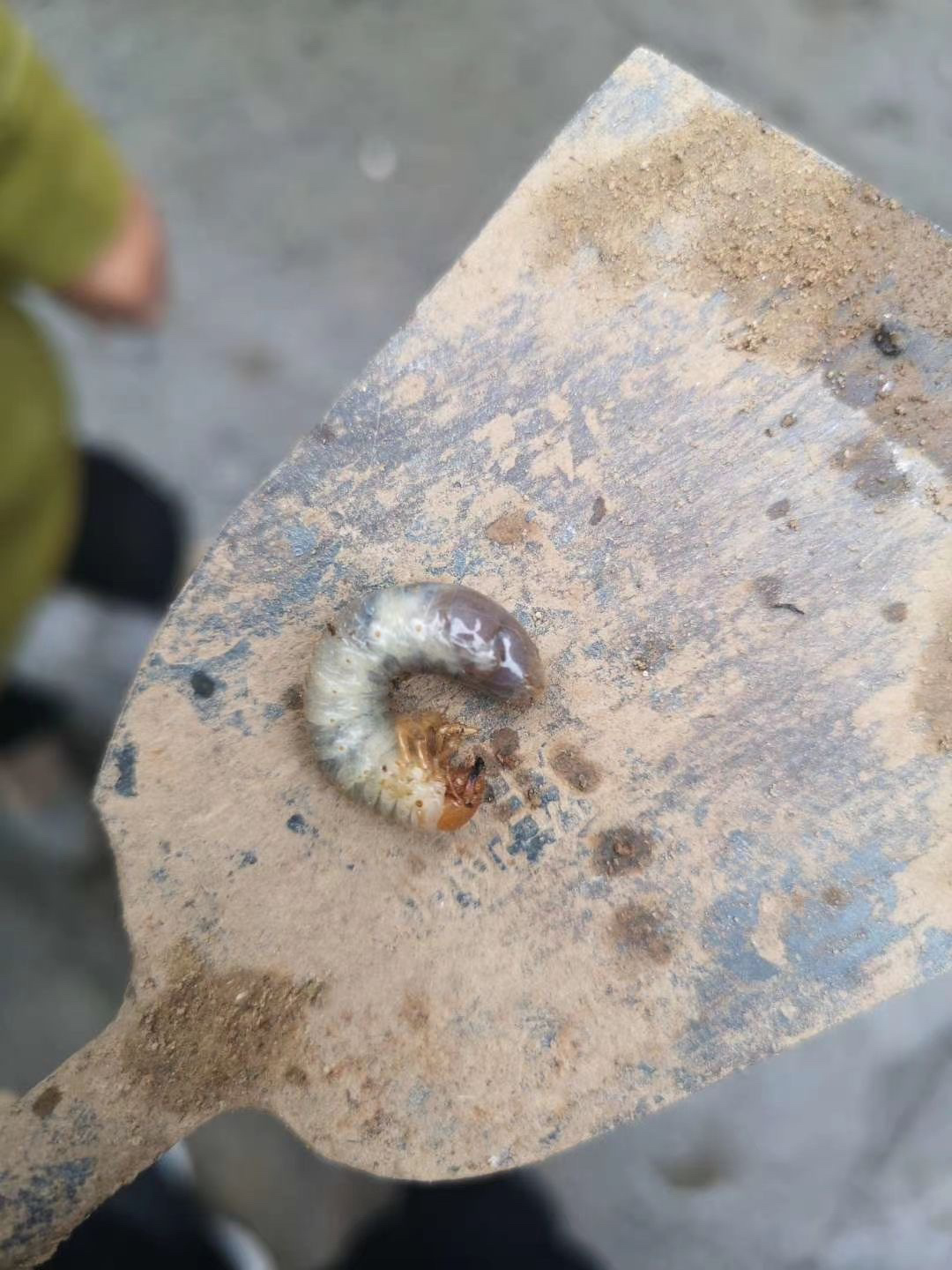 地蚕又名:蛴螬,功能:破血结,治瘀伤疼痛