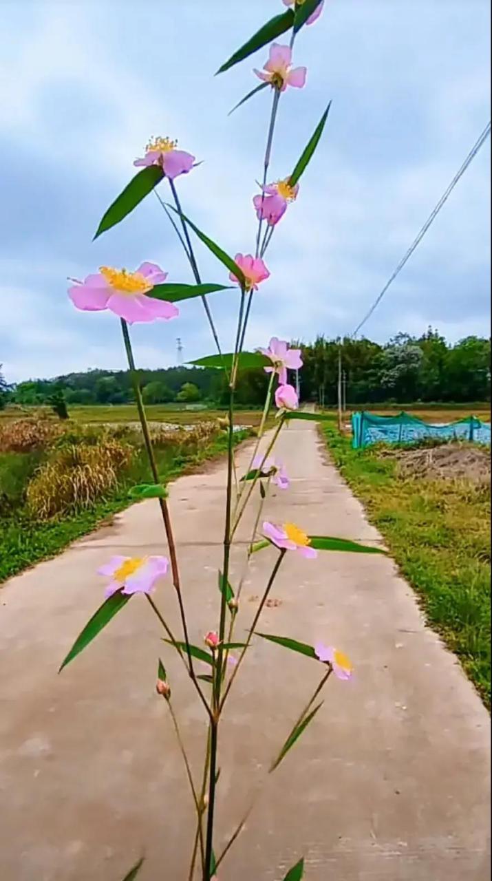 竹子花!知道和玩过年纪不轻了