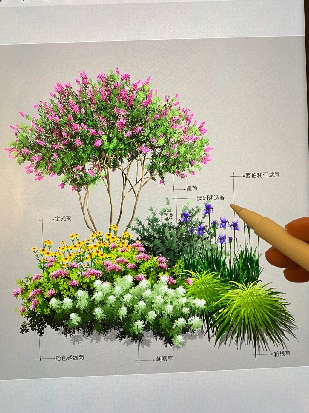 ipad花箱～花境植物搭配手绘画法