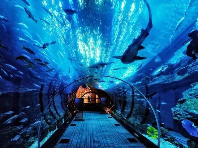 西安曲江海洋极地公园游玩全攻略