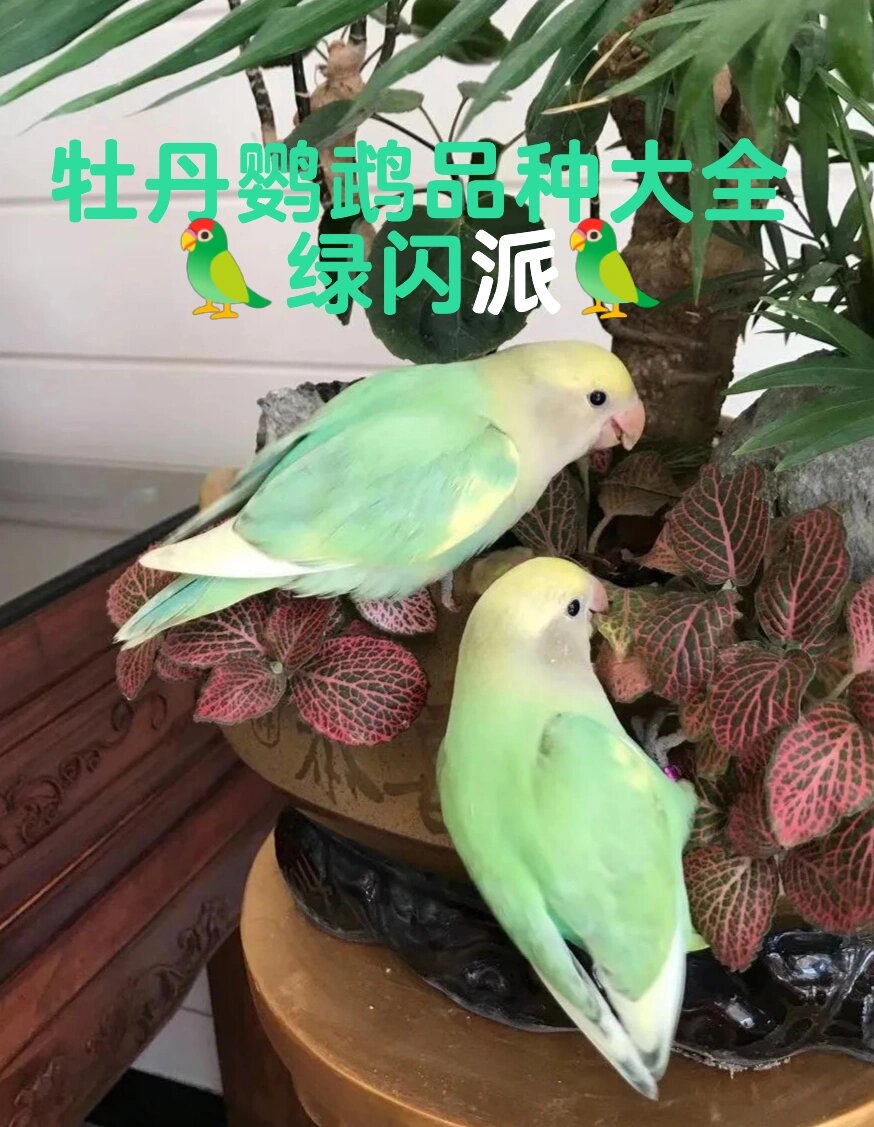 97牡丹鹦鹉品种大全971378绿闪派78