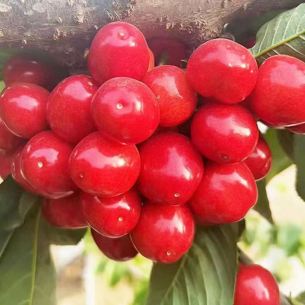 48小时内发货!    山东大樱桃新鲜采摘带箱3斤大果!只要25.9!