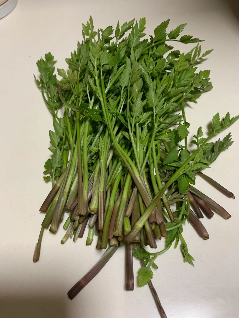 这是野水芹菜?