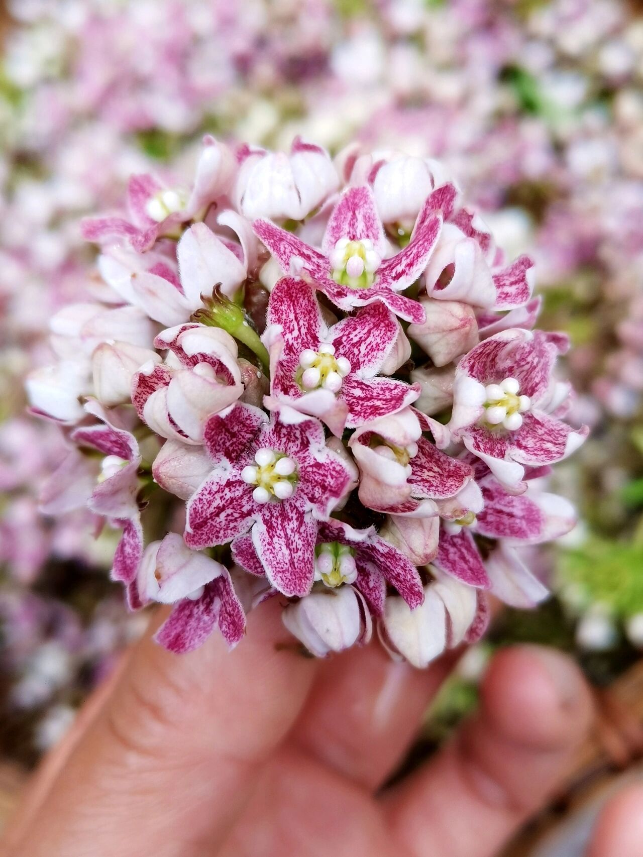 云南花食—奶浆花