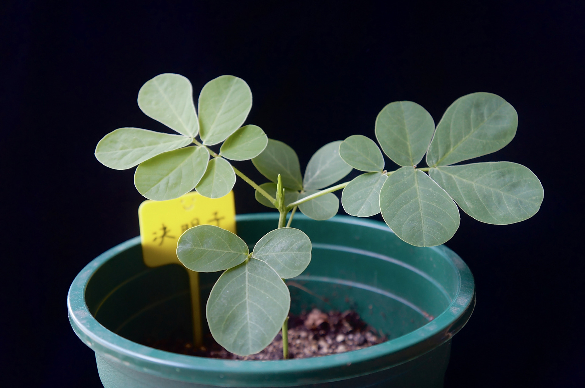 种植 | 决明子里的一只"蝴蝶" 决明子的第一枝真叶,像打开翅膀的蝴蝶
