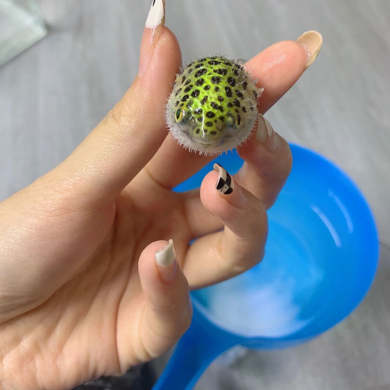 养观赏小河豚要注意什么 水温,饲养观赏河豚鱼时,需将水温稳定在20