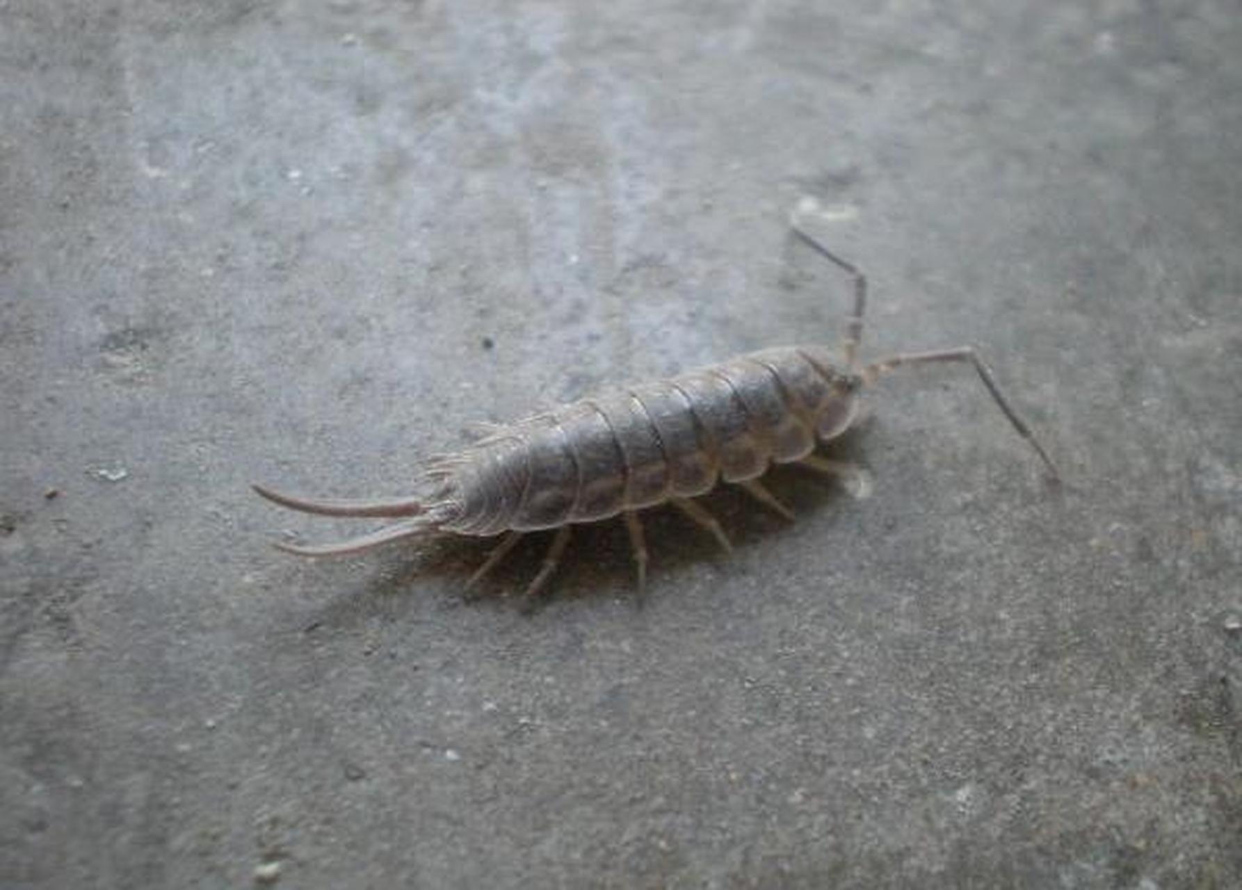 灭除花盆土壤潮虫最好的方法 家里购买的盆栽泥土里很容易藏有潮虫,把