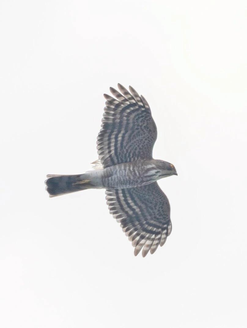 秋日观鸟 | 晨雾中穿过的松雀鹰