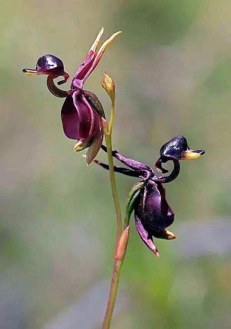 起飞吧,小鸭子08|飞鸭兰  91 photo from 08飞鸭兰(flying duck