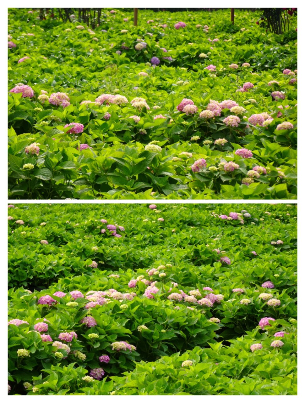 青杠树香草湖,免费赏花天花板| 蔷薇,绣球 - 	 郫都区的青杠树景区