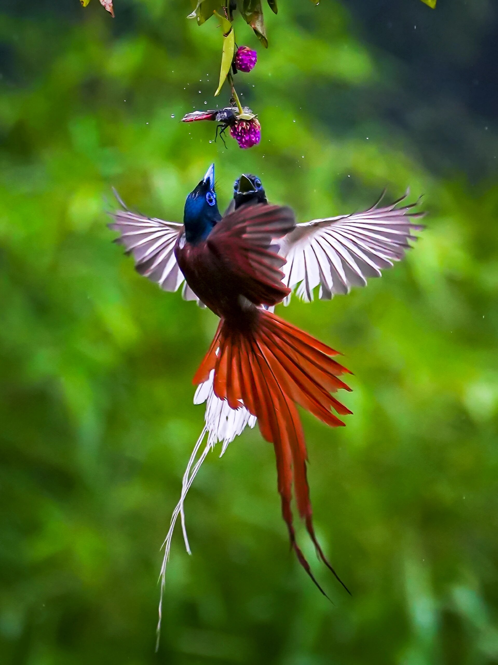 鸟名:寿带鸟(又称之为:绶带鸟)